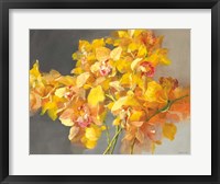 Framed Orchid Dreaming