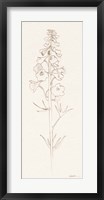 Framed Delphinium II