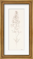 Framed Delphinium II