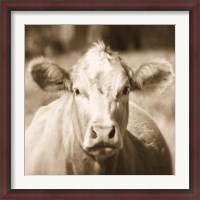 Framed Pasture Cow Sepia Sq