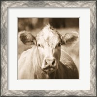 Framed Pasture Cow Sepia Sq