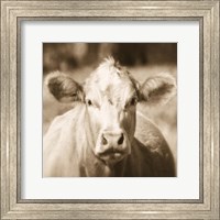 Framed Pasture Cow Sepia Sq