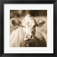 Framed Pasture Cow Sepia Sq