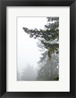 Framed Majestic Pines II
