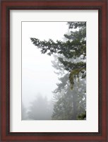 Framed Majestic Pines II