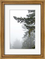 Framed Majestic Pines II