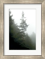 Framed Majestic Pines I