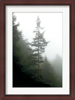 Framed Majestic Pines I
