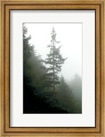 Framed Majestic Pines I