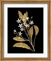 Framed Gold Botanical V on Black