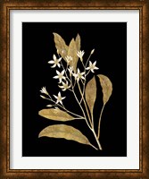 Framed Gold Botanical V on Black