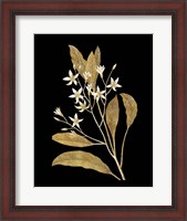 Framed Gold Botanical V on Black