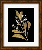 Framed Gold Botanical V on Black