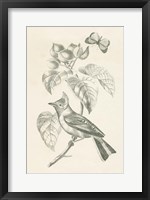 Framed French Bird Drawing