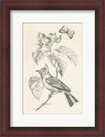 Framed French Bird Drawing