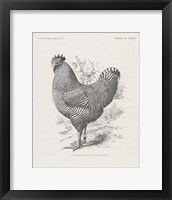 Vintage Farm Life III Framed Print