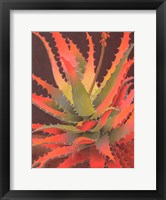 Framed Sunset Agave