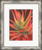 Framed Sunset Agave