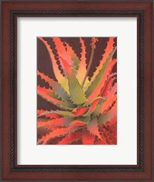 Framed Sunset Agave