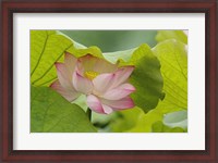 Framed Lotus Flower