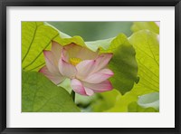 Framed Lotus Flower