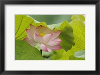 Framed Lotus Flower