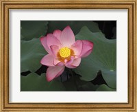 Framed Pink Lotus In Bloom