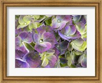Framed Close-Up Of A Lacecap Hydrangea