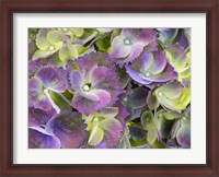 Framed Close-Up Of A Lacecap Hydrangea
