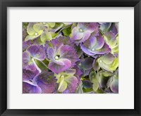 Framed Close-Up Of A Lacecap Hydrangea