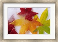 Framed Frozen Maple Tree Leaves