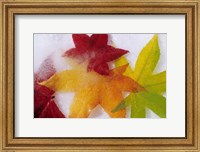Framed Frozen Maple Tree Leaves