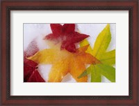 Framed Frozen Maple Tree Leaves