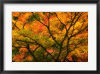 Framed Maple Tree In Autumn