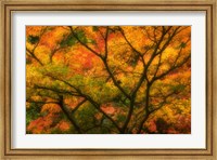 Framed Maple Tree In Autumn