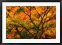 Framed Maple Tree In Autumn