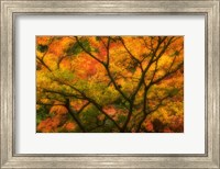 Framed Maple Tree In Autumn