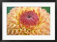 Framed Dahlia