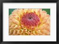 Framed Dahlia