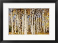 Framed Aspens With Autumn Foliage, Kaibab National Forest, Arizona