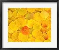 Framed Fallen Aspen Leaves