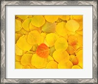 Framed Fallen Aspen Leaves