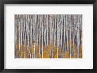 Framed Golden Aspens