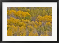 Framed Fall Aspens