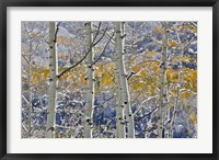 Framed Rocky Mountains Aspen Grove Autumn Snows, Keebler Pass, Colorado