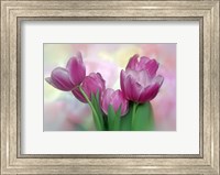Framed Pastel Pink Blooming Tulips