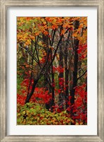 Framed Autumn Foliage At Acadia National Park, Maine