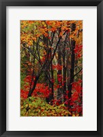 Framed Autumn Foliage At Acadia National Park, Maine