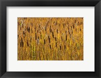 Framed Cattails In Field