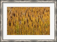 Framed Cattails In Field